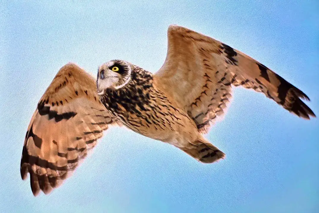 Afrika'dan Antalya'ya: 3 Günde 103 Kuş Türü Kaydedildi 3